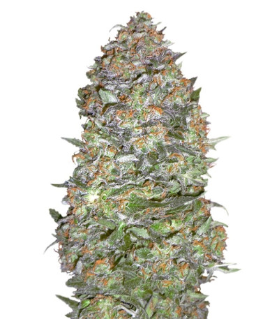 Семена NYC Diesel Auto шишки