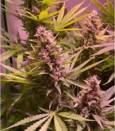 Семена сорта Sugar Black Rose Early Version fem (Delicious Seeds)