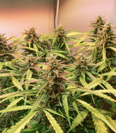 Семена сорта Auto Brooklyn Sunrise fem (Dutch Passion)