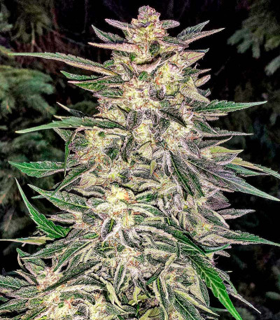 Семена сорта Lemon Juice Express Auto fem