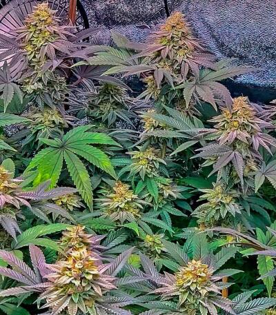 Семена сорта Louis XIII fem (7CH American)