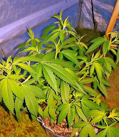 Семена сорта Papaya fem