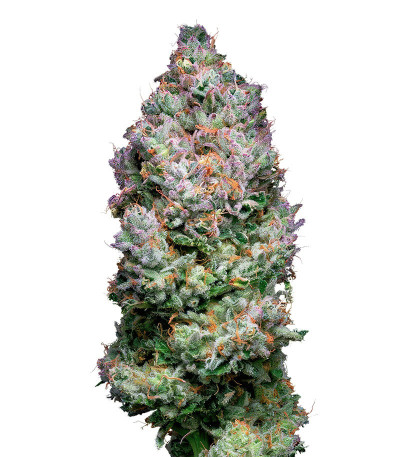 Семена сорта Açai Jelly by Sherbinskis fem