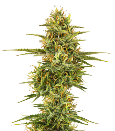 Семена сорта Siberian Sunset Auto fem (Семяныч)