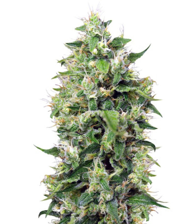 Семена сорта Sweet Amnesia Haze XL Auto fem (Sweet Seeds)