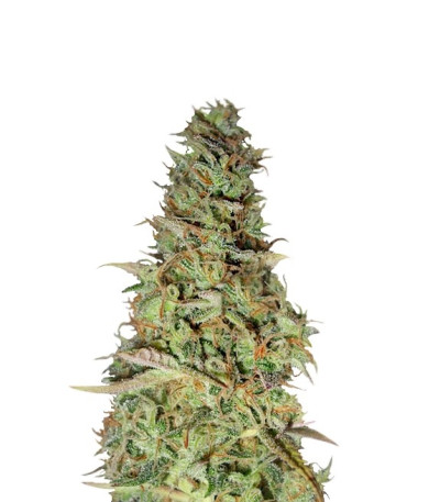 Семена сорта Power Plant fem (Dutch Passion)