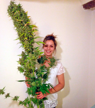 Семена сорта Amnesi-K fem