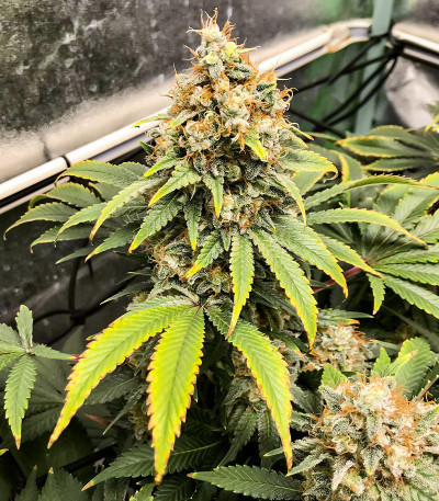 Семена сорта Blueberry OG fem (AlphaFem Seeds)