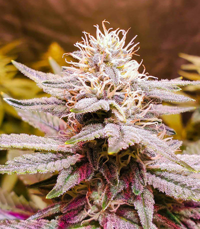 Семена сорта HiFi 4G fem (Dutch Passion)