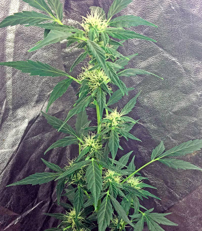 Семена сорта Moby Dick Autoflowering fem (Dinafem Seeds)
