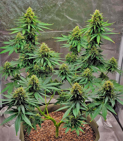 Семена сорта Runtz Punch fem (Herbies Seeds)