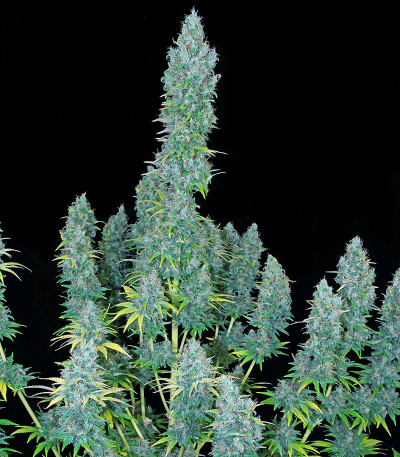 Семена сорта Serious Happiness fem (Serious Seeds)