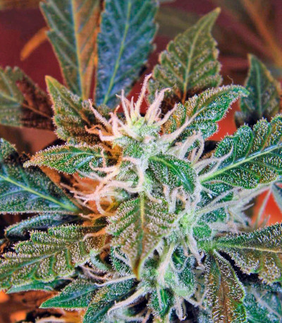 Семена сорта Jack Herer fem (Green House Seeds)