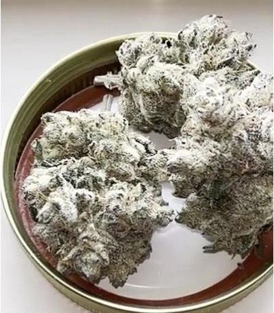 Семена сорта Dos Si Dos 33 fem (Barney's Farm)