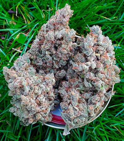 Семена сорта Astral Auto fem (Семяныч)