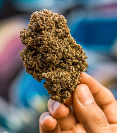 Семена сорта Gelato Auto fem (FastBuds)