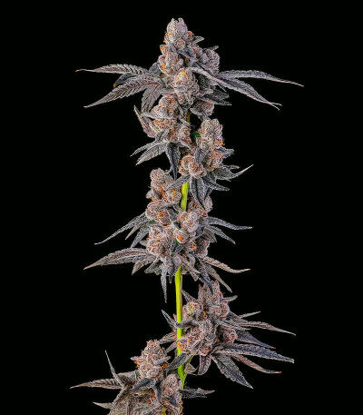 Семена сорта Mellowz fem