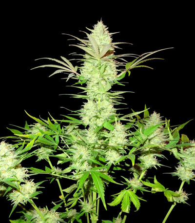 Семена сорта Ultimate AK fem (Sumo Seeds)