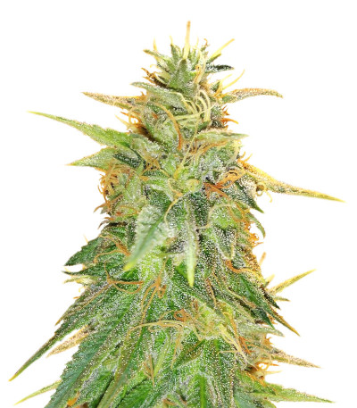 Семена сорта Zkittzy Gorilla fem (Original Sensible Seeds)