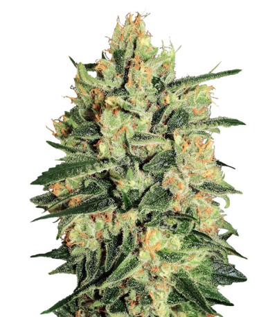 Семена сорта Durga Mata II CBD fem (Paradise Seeds)