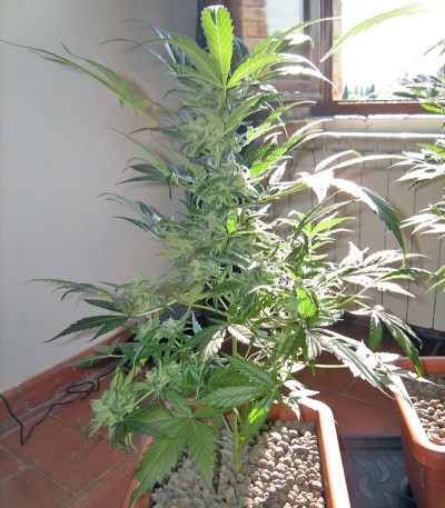 Семена сорта Mohan Ram fem (Sweet Seeds)
