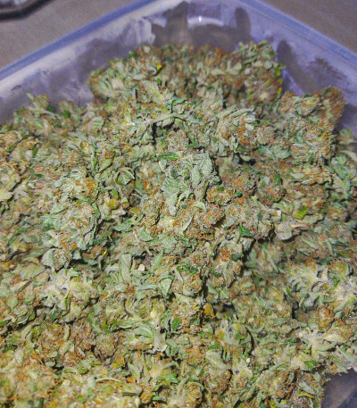 Семена сорта Super Mazar fem (Victory Seeds)