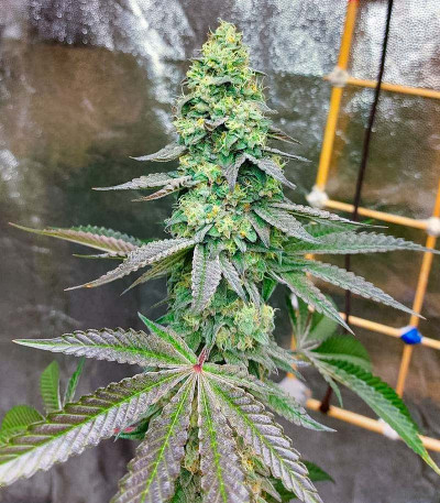 Семена конопли сорта Kush Mints Fast Version