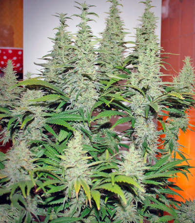 Семена сорта Ladyburn 1974 fem