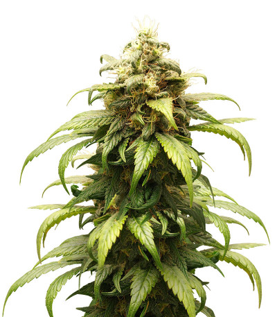 Семена конопли сорта Skunk Amsterdam