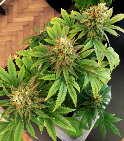 Семена сорта Blue Kush Berry fem (Paradise Seeds)