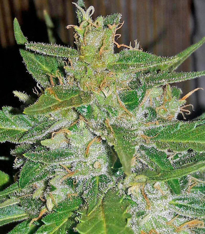 Семена сорта Auto White Widow fem (00 Seeds)