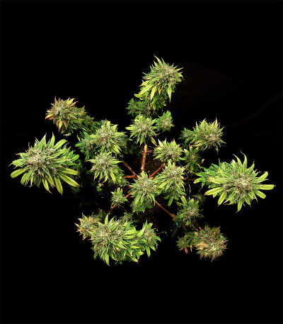 Семена сорта HulkBerry fem (Royal Queen Seeds)
