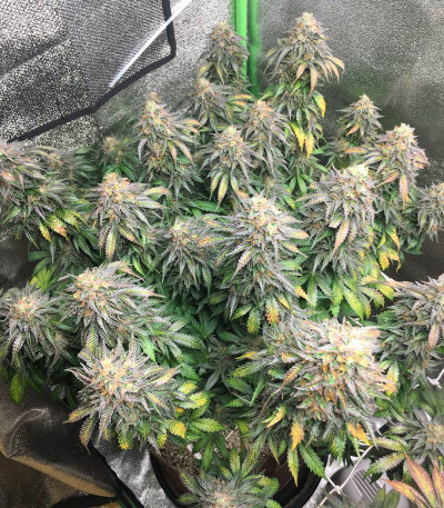 Семена сорта Mimosa X Orange Punch fem (Barney's Farm)