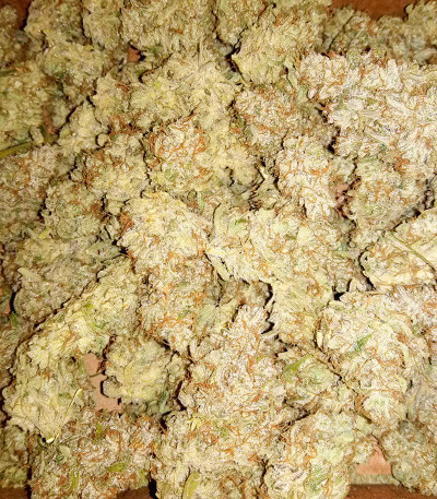 Семена сорта Original AK Auto fem (FastBuds)