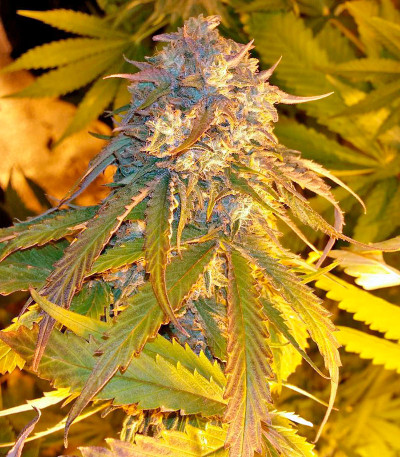 Семена сорта Purple Afghan Kush fem (Dinafem Seeds)