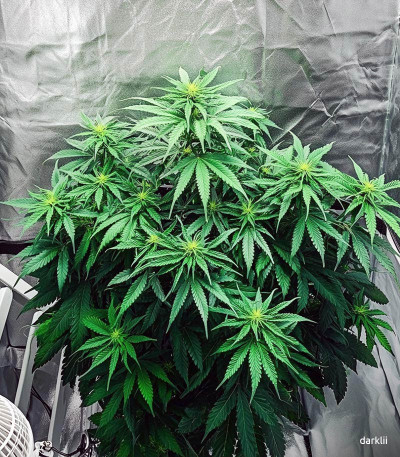 Семена сорта Johnny Cage Auto fem (Семяныч)