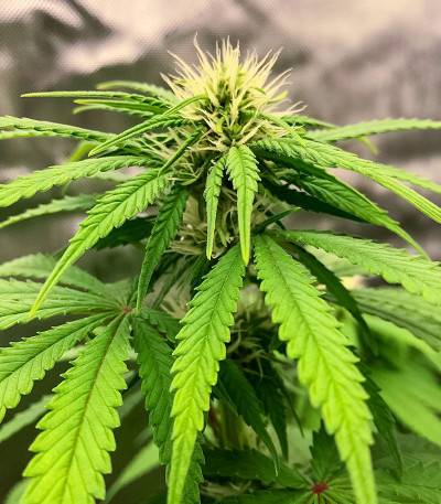 Семена конопли сорта Permanent Marker fem (7CH American)