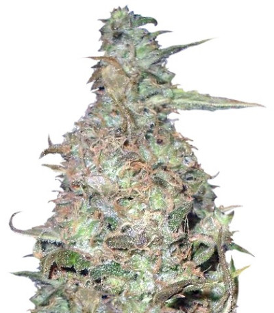 Семена сорта Choc-Matic Auto fem (Dr. Krippling Seeds)