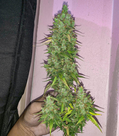 Семена сорта Auto Pineapple Glue fem (Advanced Seeds)