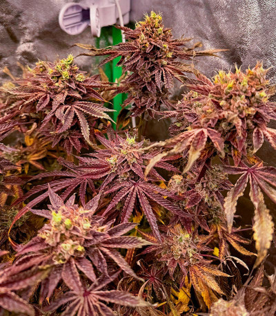 Семена сорта Black Cherry Gushers fem от Barney's Farm