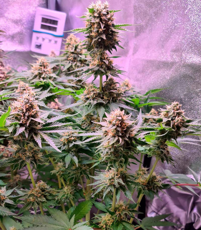 Семена сорта Canadian Kush 2.0 fem