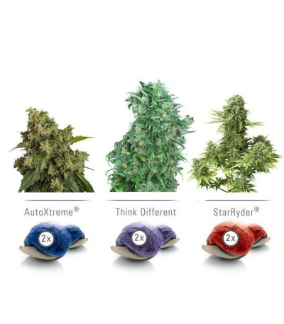 Микс семян каннабиса Colour mix 7 (AutoFem)