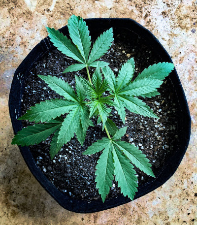 Семена сорта Girl Scout Cookies Auto fem (Original Sensible Seeds)
