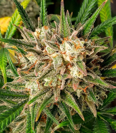 Семена сорта Jealousy Z XL Auto fem (Sweet Seeds)