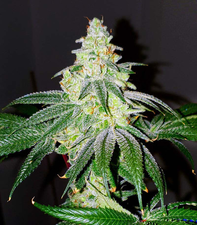 Семена сорта Wedding Cake fem (Barney's Farm)
