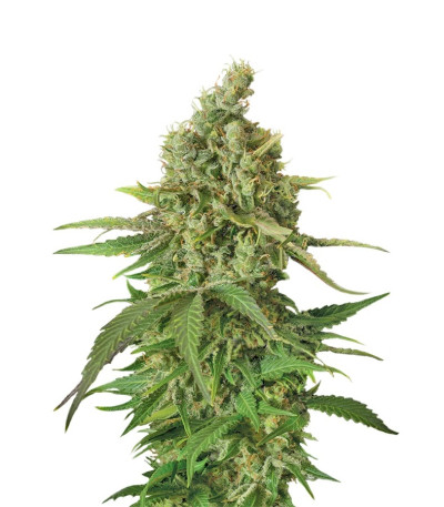 Семена сорта Moby Dick CBD fem