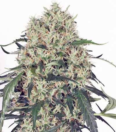 Семена марихуаны The Ultimate