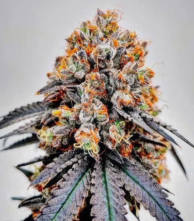 Семена сорта Açai Jelly by Sherbinskis fem