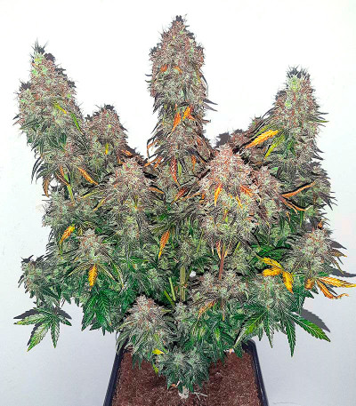 Семена сорта Big Satana Auto fem (Семяныч)