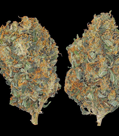 Семена сорта CBD-Chronic fem (Serious Seeds)